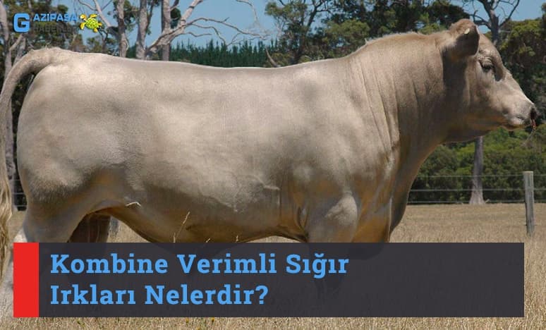 Kombine Verimli Sığır Irkları Nelerdir?