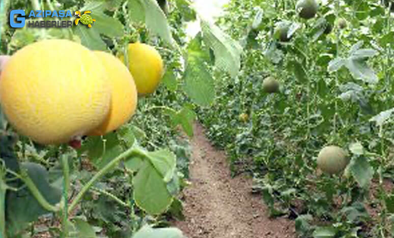 Kumluca'da Turfanda Kavun Hasadı Başladı