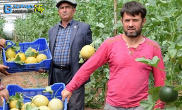 Kumluca'da Turfanda Kavun Hasadı Başladı