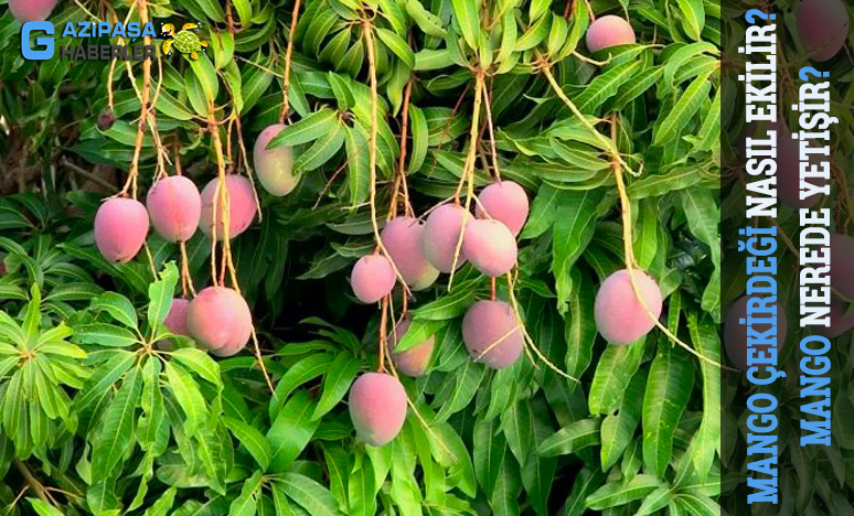 Mango Çekirdeği Nasıl Ekilir? Mango Nerede Yetişir?