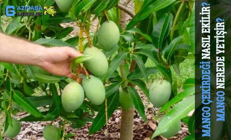 Mango Çekirdeği Nasıl Ekilir? Mango Nerede Yetişir?