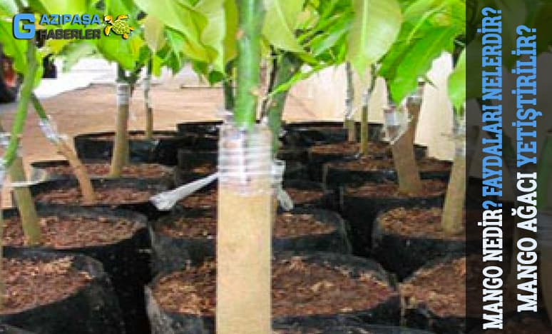 Tropikal Meyvelerden Mango Nedir? Mango Ağacı Yetiştirilir? 