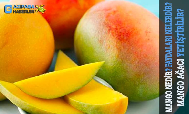 Tropikal Meyvelerden Mango Nedir? Mango Ağacı Yetiştirilir? 