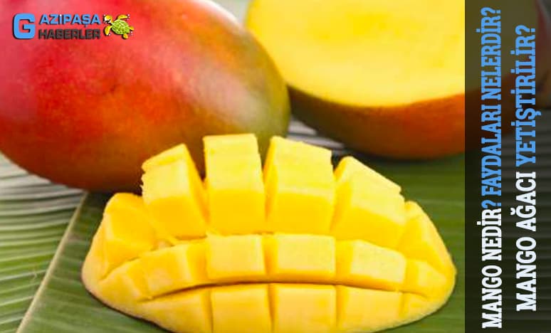 Tropikal Meyvelerden Mango Nedir? Mango Ağacı Yetiştirilir? 