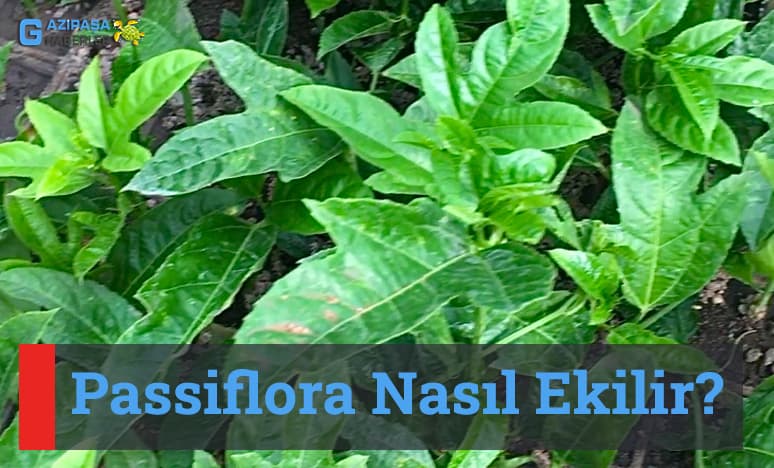 Passiflora Nasıl Ekilir?