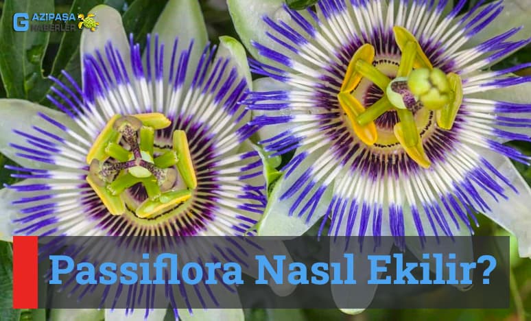 Passiflora Nasıl Ekilir?