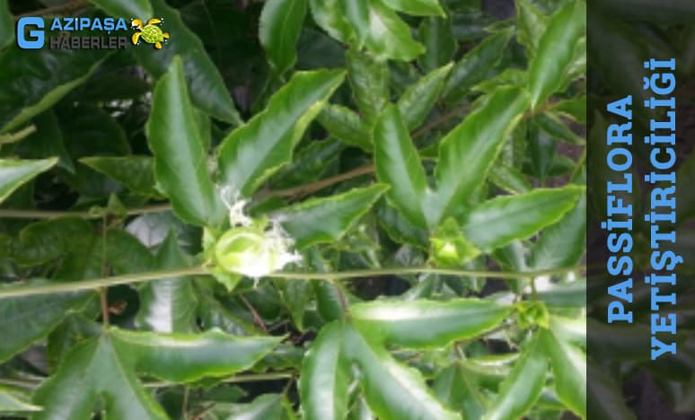 Passiflora Yetiştiriciliği Nedir?