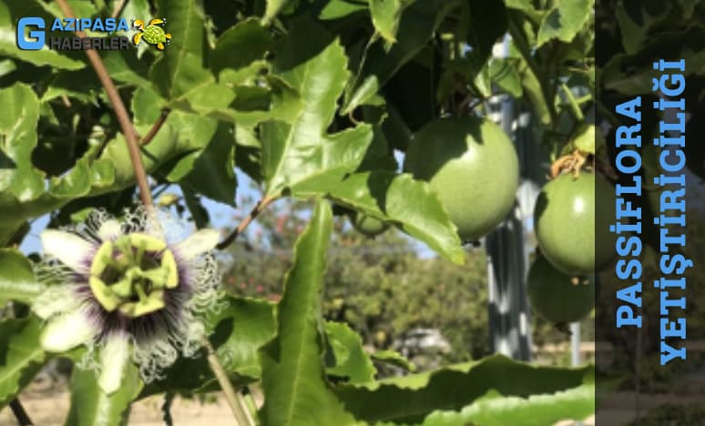 Passiflora Yetiştiriciliği Nedir?