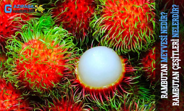 Rambutan Meyvesi Nedir? Rambutan Çeşitleri Nelerdir?