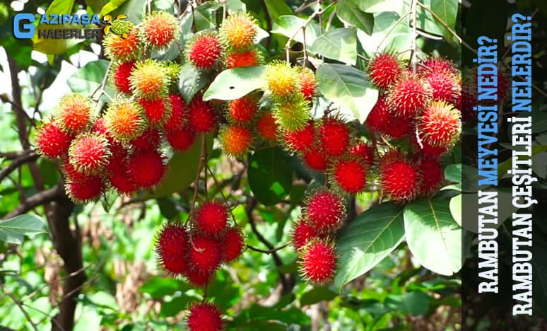 Rambutan Meyvesi Nedir? Rambutan Çeşitleri Nelerdir?