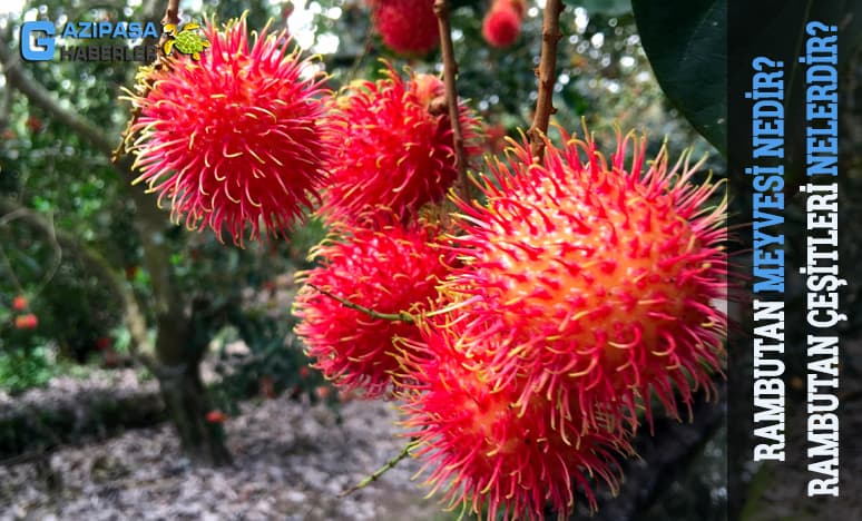 Rambutan Meyvesi Nedir? Rambutan Çeşitleri Nelerdir?