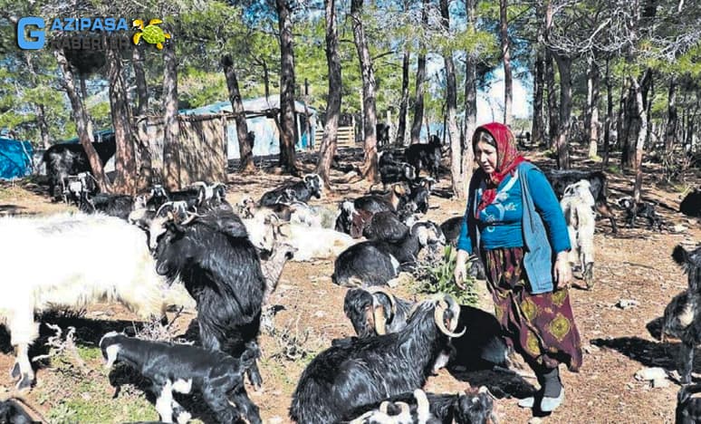 Sarıkeçili Yörüklerinin Hane Sayısı...