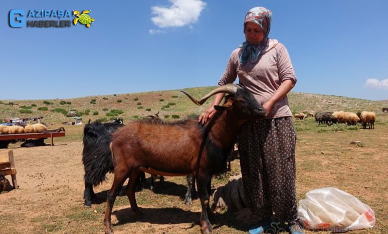 Sarıkeçili Yörüklerinin Hane Sayısı...