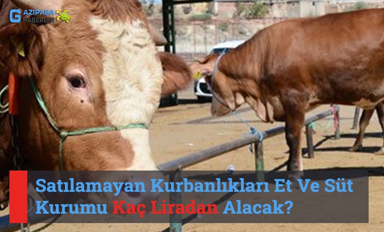 Satılamayan Kurbanlıkları Et Ve Süt Kurumu Kaç Liradan Alacak?