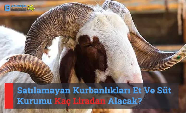 Satılamayan Kurbanlıkları Et Ve Süt Kurumu Kaç Liradan Alacak?