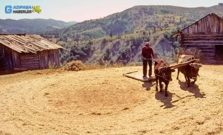 Seyfe’de Harman Yeri Hatırlamaları Ve Kuşların - Karıncaların Hakkı