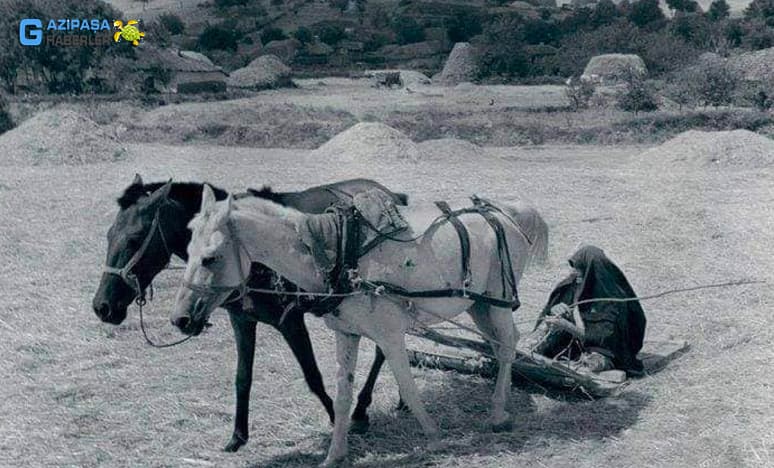 Seyfe’de Harman Yeri Hatırlamaları Ve Kuşların - Karıncaların Hakkı