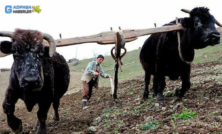 Seyfe’de Rençberlik (Çiftçilik) Anılar- Bilgiler- Görgüler..