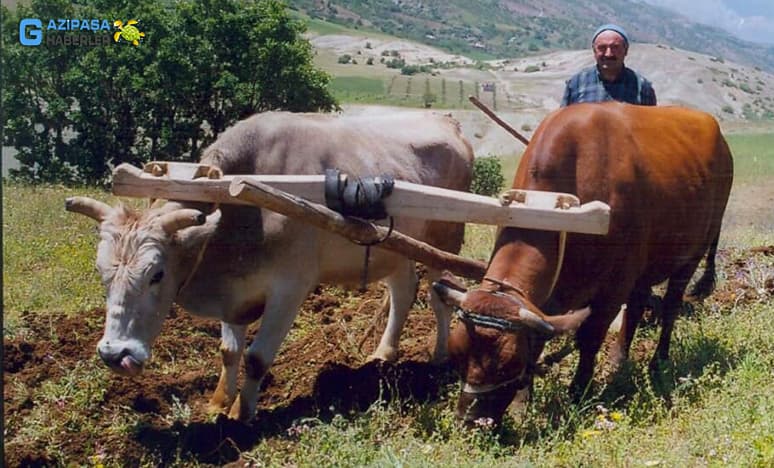 Seyfe’de Rençberlik (Çiftçilik) Anılar- Bilgiler- Görgüler..