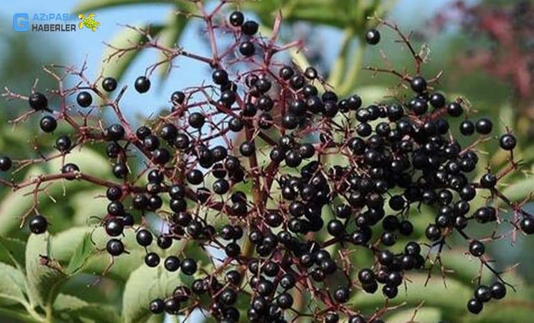 Şifalı Ve Faydalı Bitkilerden En Önemli 50 Şifalı Ot Nedir?