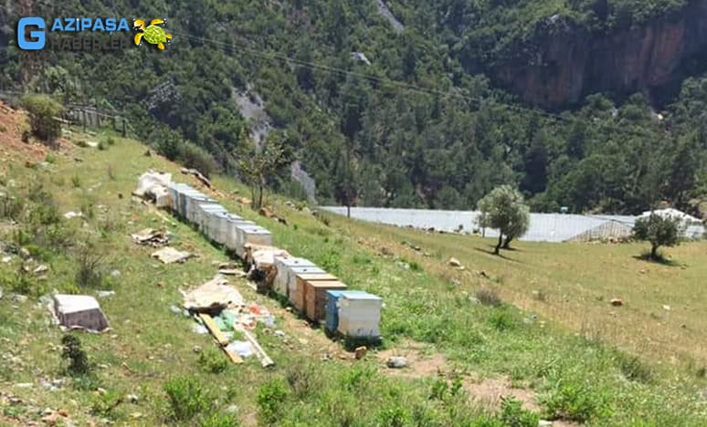 Toroslarda Arılara Bakılma Ve Bal Sağılma Zamanı Geldi...