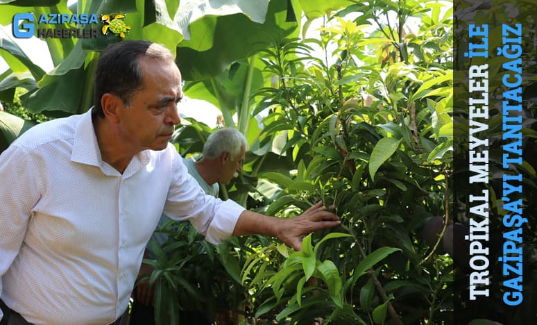 Tropikal Meyveler İle Gazipaşa’nın Tanıtımını Arttıracağız  