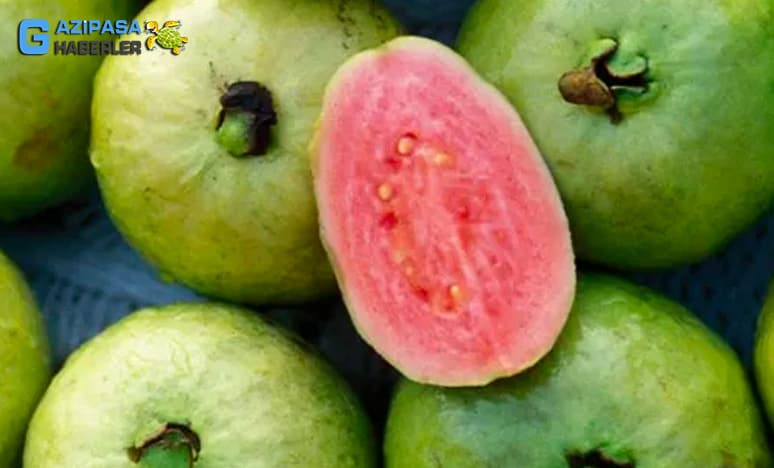 Gazipaşada Yetişen Tropikal Meyvelerden  Guava