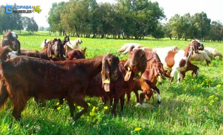 Türkiyede Bulunan Keçi Irkları (Keçi Çeşitleri) Nelerdir?