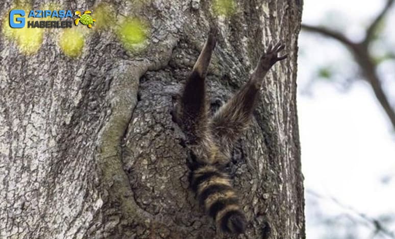 Vahşi Doğadan “Vay Bee” Dedirten En Komik Fotoğraflar