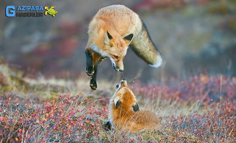 Vahşi Doğadan “Vay Bee” Dedirten En Komik Fotoğraflar