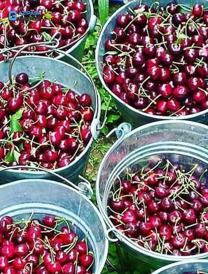 Yayla Kirazı Nasıl Yetiştirilir? Özellikleri nelerdir?