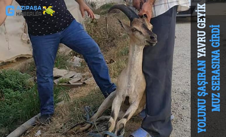 Yolunu Şaşıran Yavru Geyik Muz Serasına Girdi