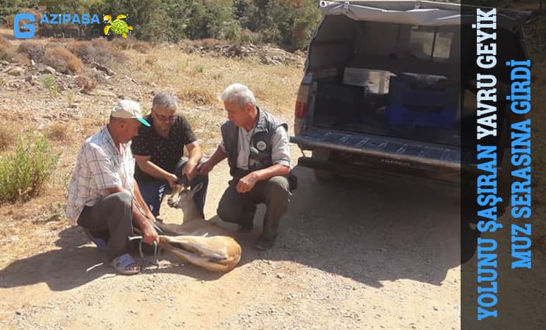 Yolunu Şaşıran Yavru Geyik Muz Serasına Girdi