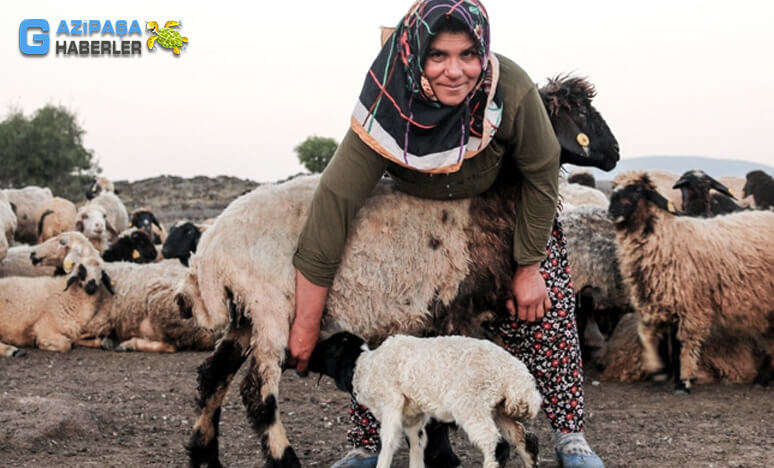 Yörük Kavramı Nedir? B-02