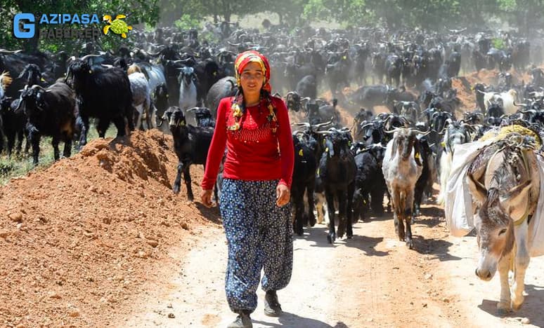 Yörüklerde Hayvancılık Nedir?