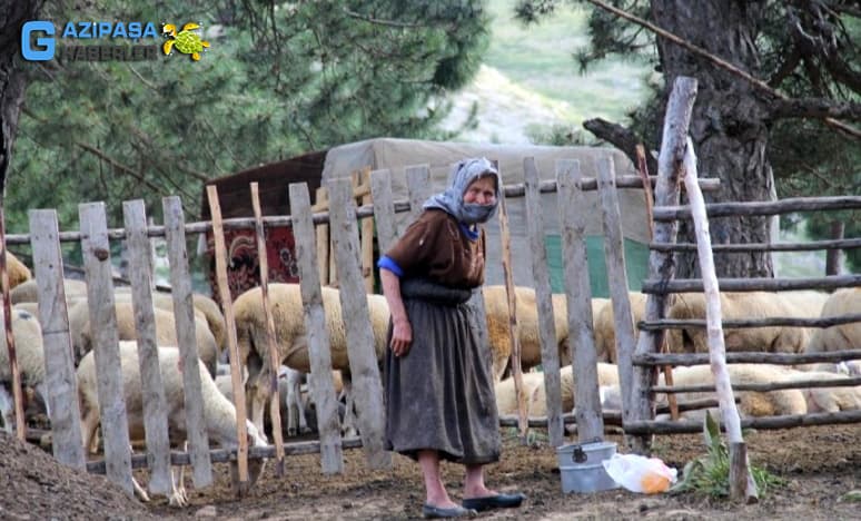 Yörüklerde Hayvancılık Nedir?