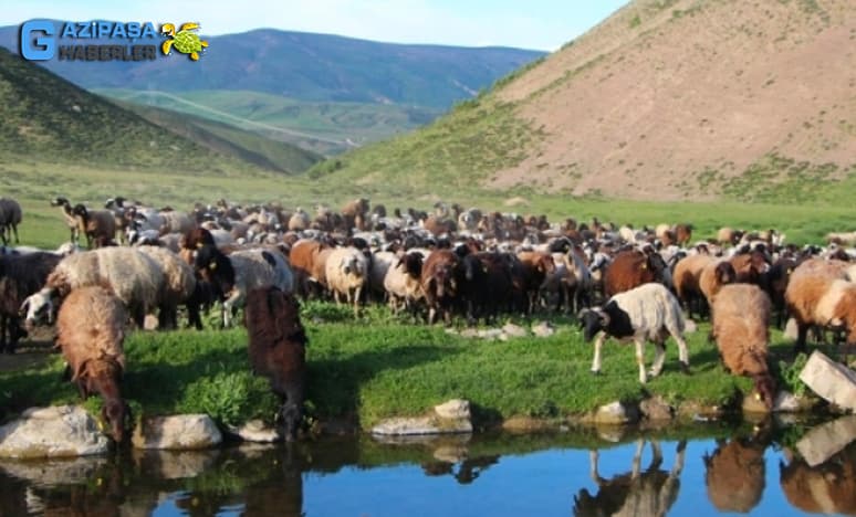 Yörüklerde Hayvancılık Nedir?