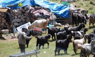 Yörüklerin Geçim Kaynakları Nelerdir?