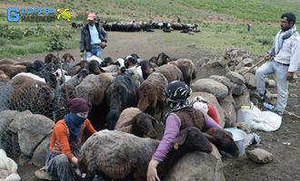 Yörüklerin Geçim Kaynakları Nelerdir?