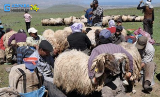 Yörüklerin Geçim Kaynakları Nelerdir?